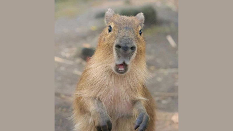 Mọi người hoảng loạn, capybara vẫn im lặng