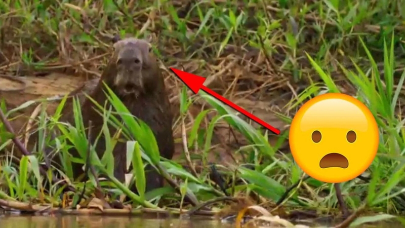 Sáng thứ hai nhưng capybara vẫn chưa tỉnh