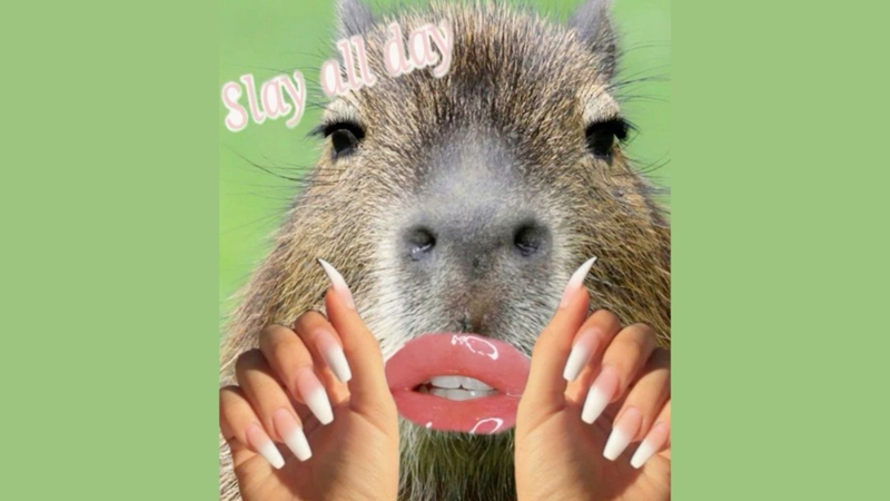 Người ta hét, capybara nhắm mắt mặc kệ