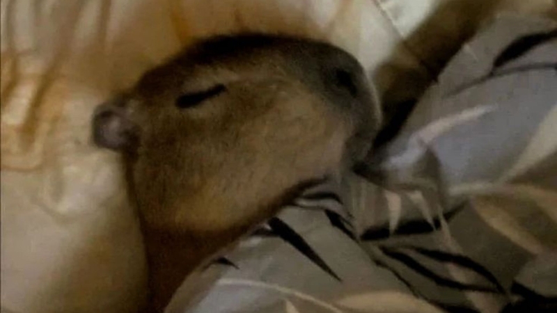 Meme Capybara hét