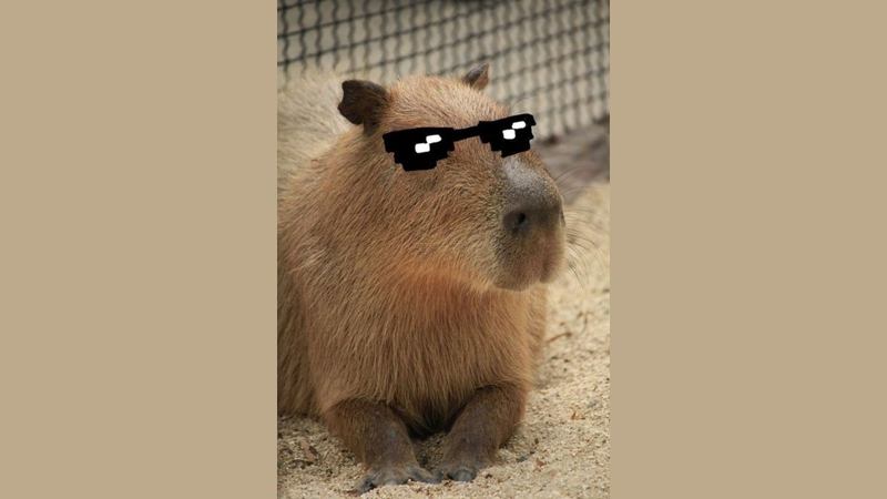 Hình ảnh Capybara cute vô tri