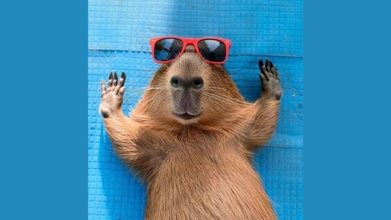 Tổng hợp ảnh Capybara meme hài, vô tri dễ thương xỉu!!!