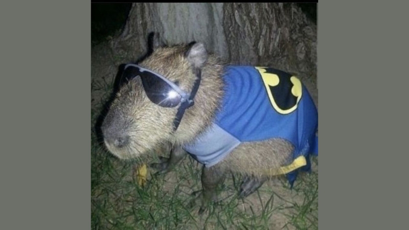 Capybara cưỡi cá sấu meme