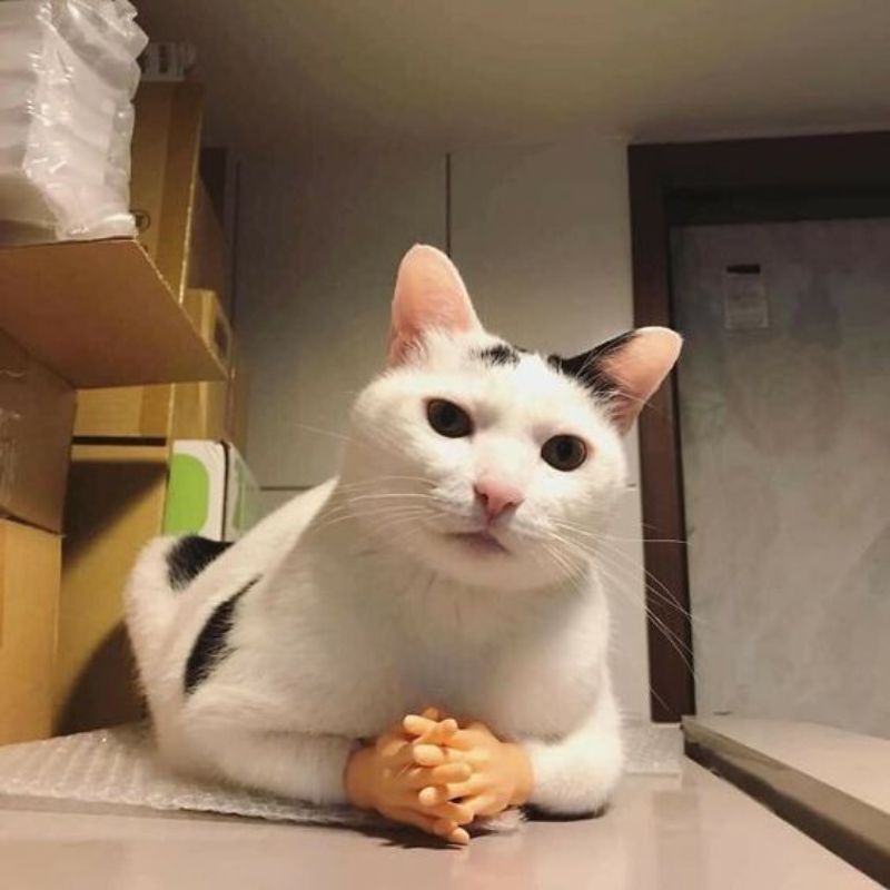 Mèo đứng 2 chân meme