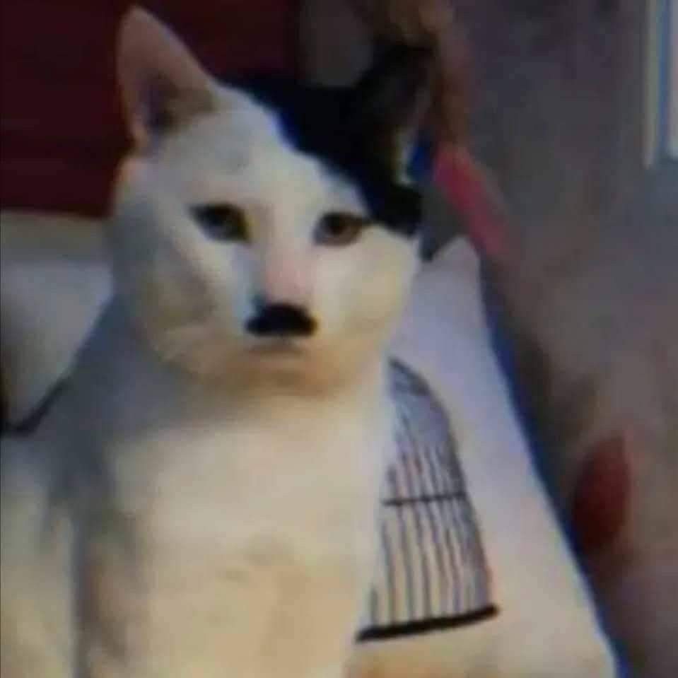 Mèo Hitler meme ngộ nghĩnh