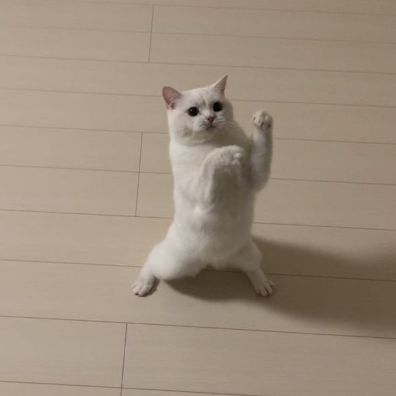 Mèo meme dễ thương