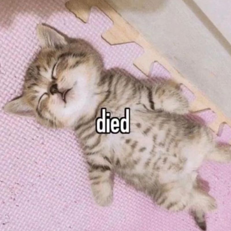 Mèo ngồi yên mà đầu nó tính chuyện rồi