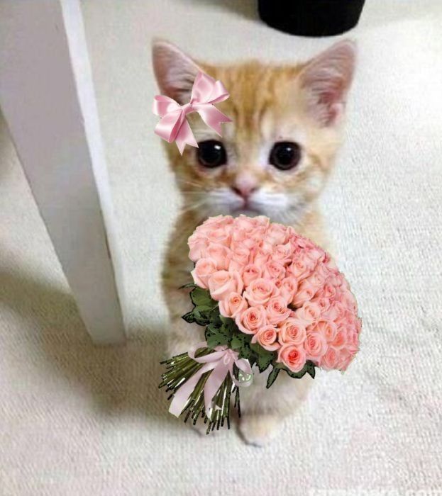 Mèo tặng hoa meme