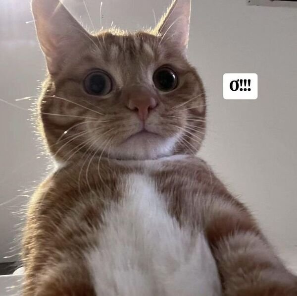 Tải miễn phí 88+ hình ảnh meme mèo hài hước, đáng yêu - 999+ Hình ảnh chibi cute đẹp, hot trend làm avatar, hình nền