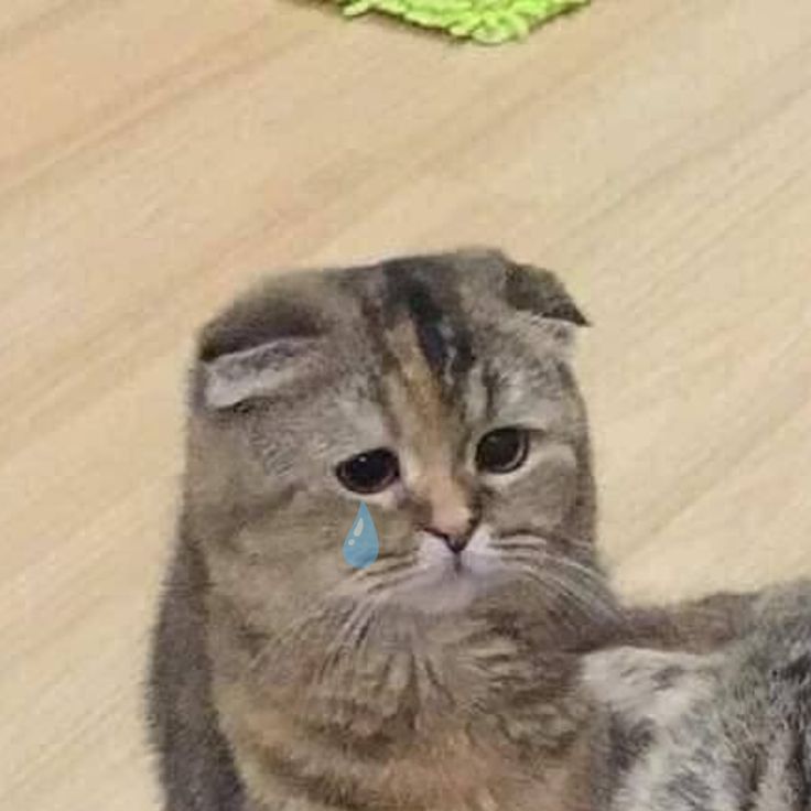 Mình xin lỗi… chỉ là quen miệng nói vậy thôi