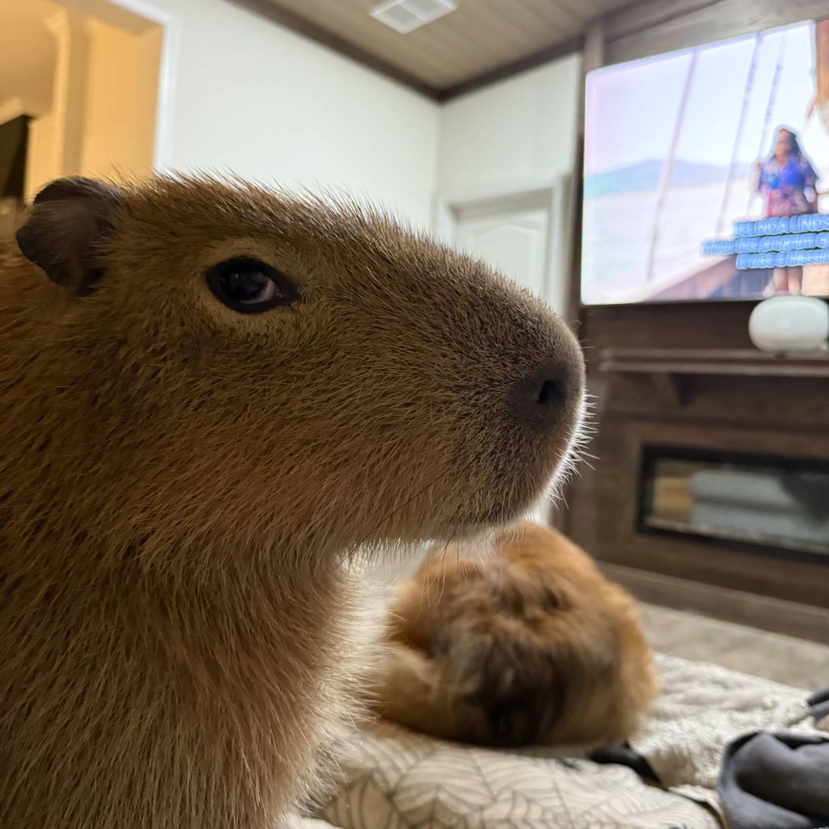 Mọi drama đều tan khi có capybara