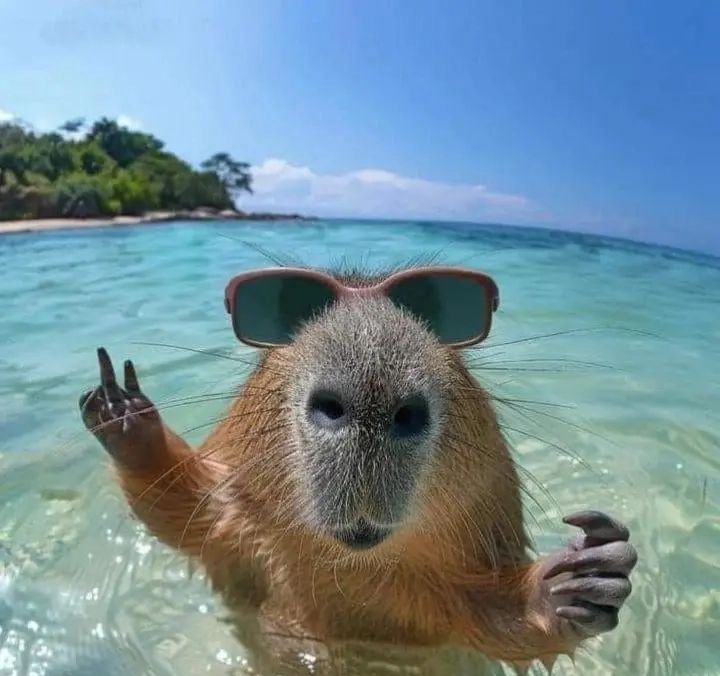 Mỗi khi buồn, capybara lại thở nhẹ