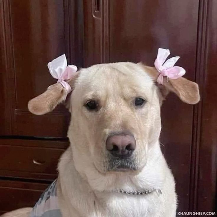 Mỗi lần cười là như đang "tấu hài đỉnh cao"