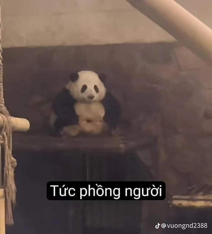 Một ánh mắt gấu trúc đủ làm dịu cả ngày