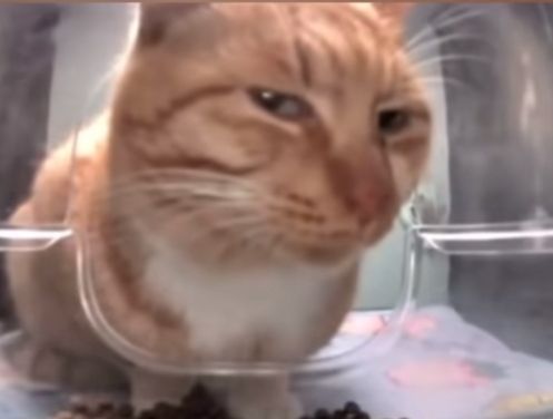 Ánh mắt lườm thờ ơ