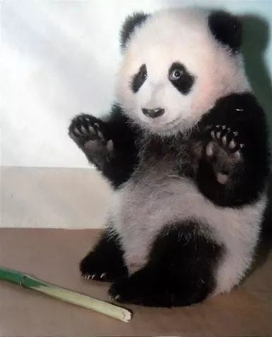 Một chiếc gấu im lặng cũng có trăm câu chuyện bên trong
