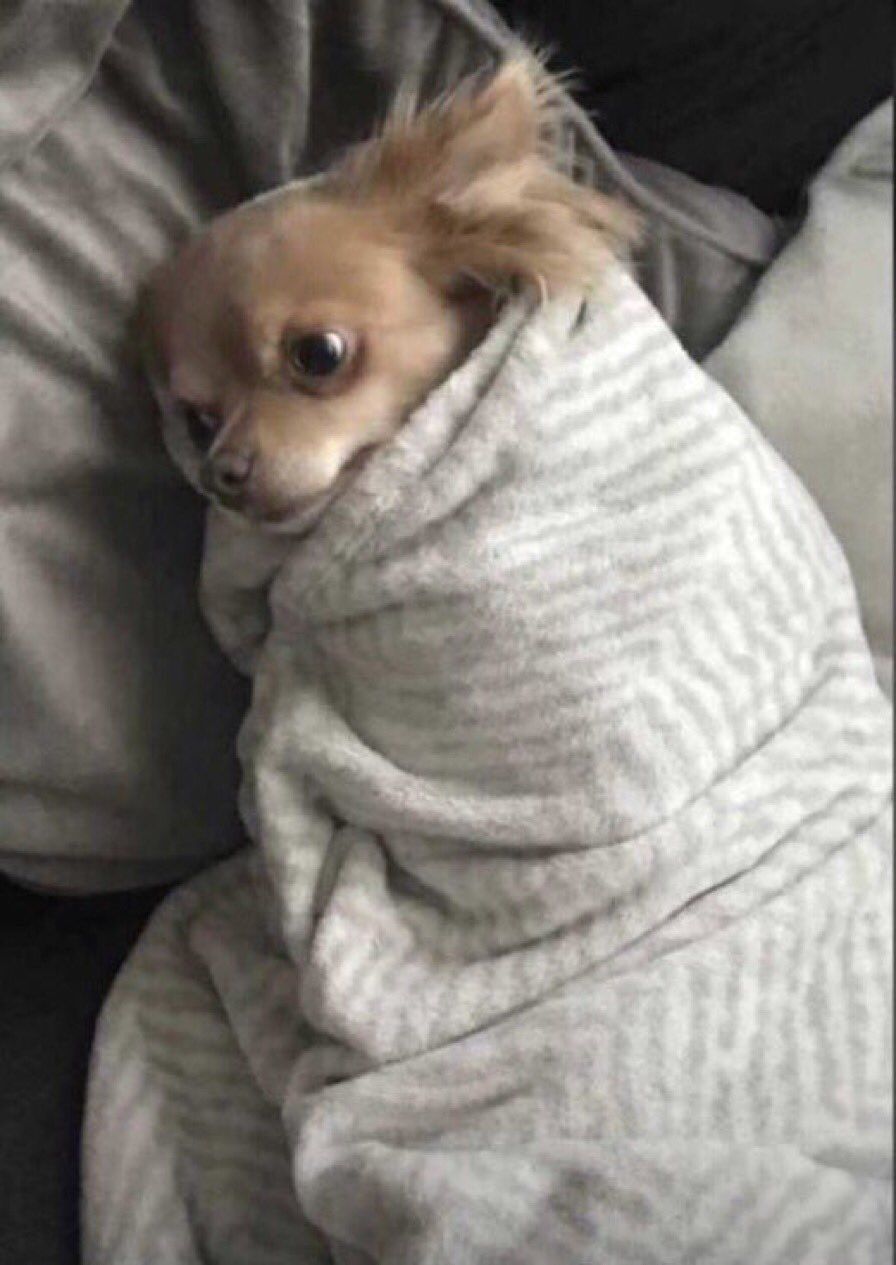 Meme con vật mệt mỏi ngộ nghĩnh