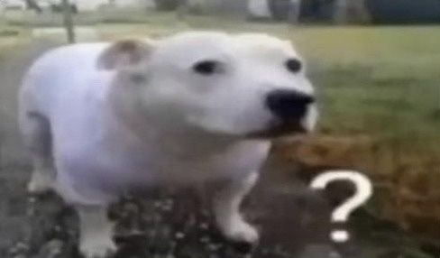 Meme hoang mang sáng tạo