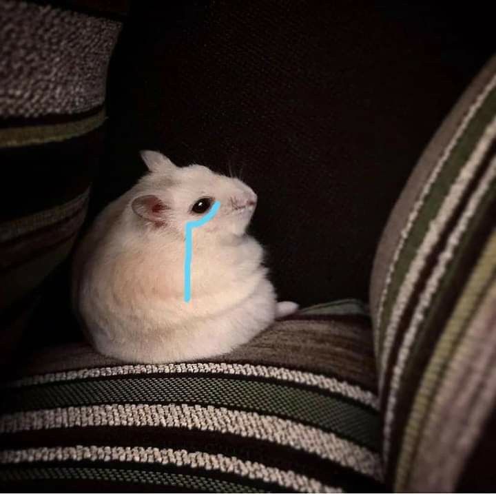 Một chú hamster cute lại có thể trở thành hiện tượng mạng cực hot