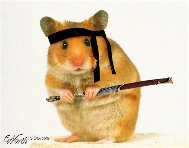 Một loạt ảnh hài hước này giúp không khí trò chuyện thêm vui vẻ