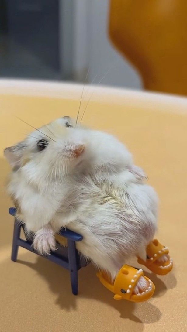 Một loạt ảnh hài hước này khiến mạng xã hội tràn ngập tiếng cười