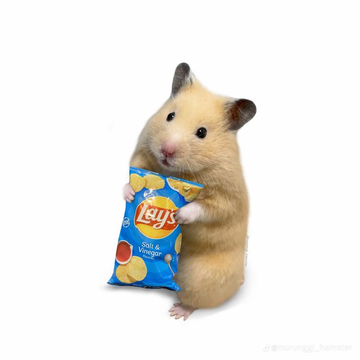 Một loạt ảnh hài hước từ hamster giúp ngày dài thêm nhiều tiếng cười