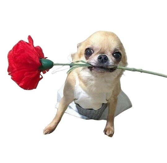 Một lời xin lỗi… kèm theo ánh mắt thách thức