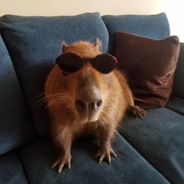 Một ngày đẹp trời, capybara biến mất như chưa từng tồn tại