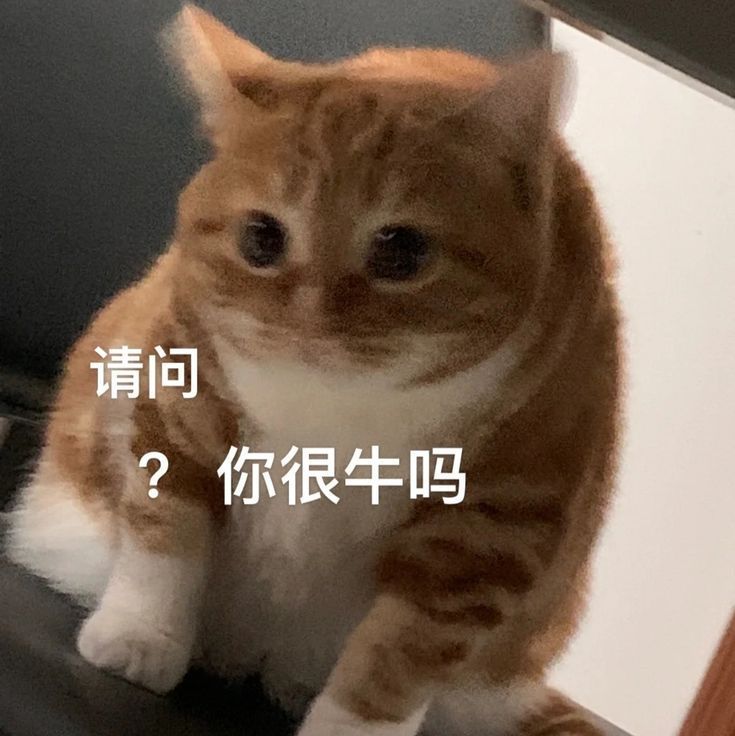 Này là meme Trung Quốc chứ không phải lời xin lỗi