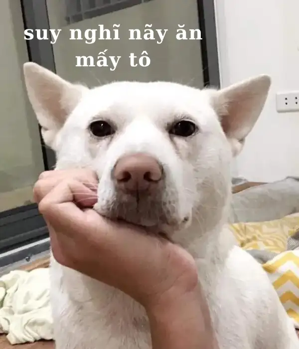 Nghĩ gì đó xong quên mất là gì