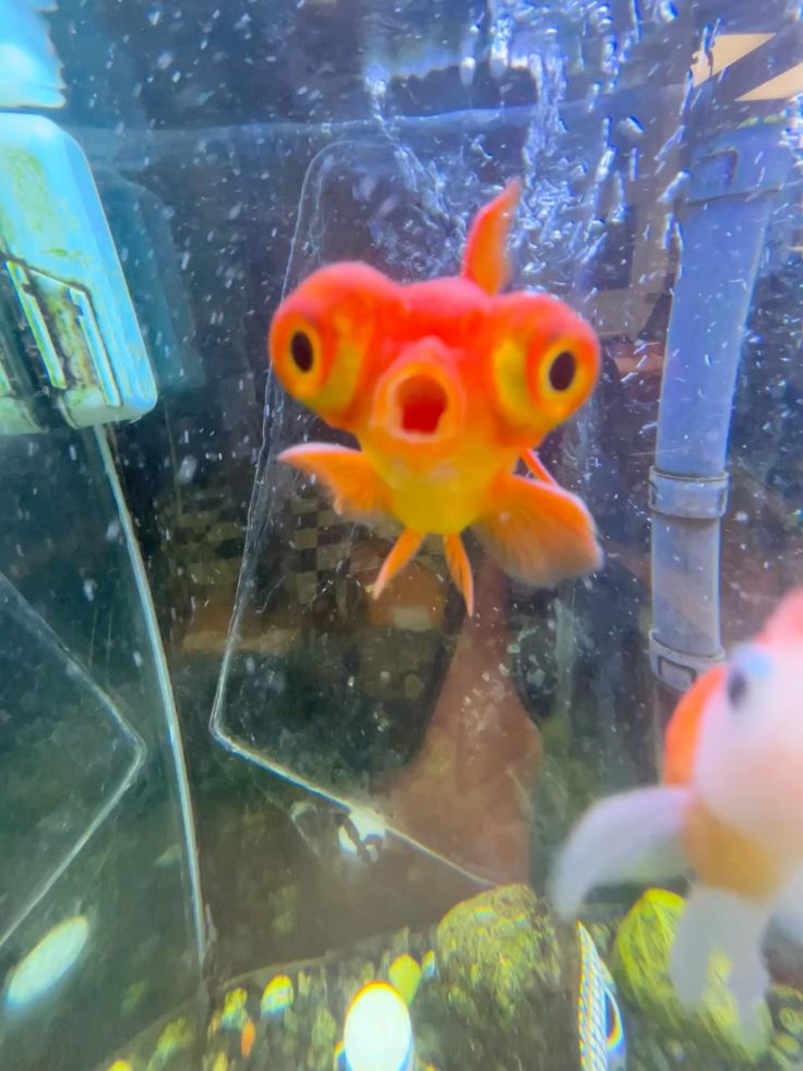 Ngồi đọc lại tin nhắn ba lần vẫn không tin