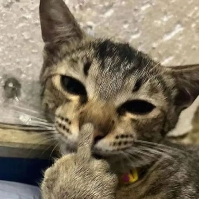 Ngón tay thối meme