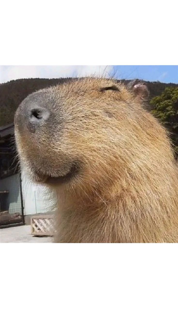 Người ta áp lực, capybara nhai cỏ