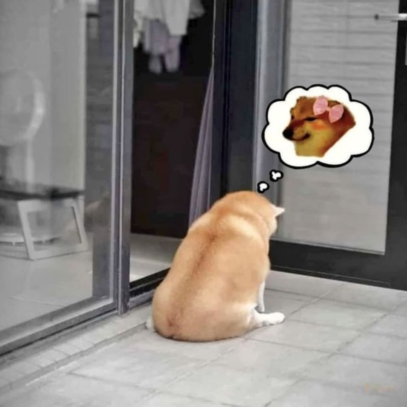 Người ta cute kiểu khác, tui cute kiểu Cheems