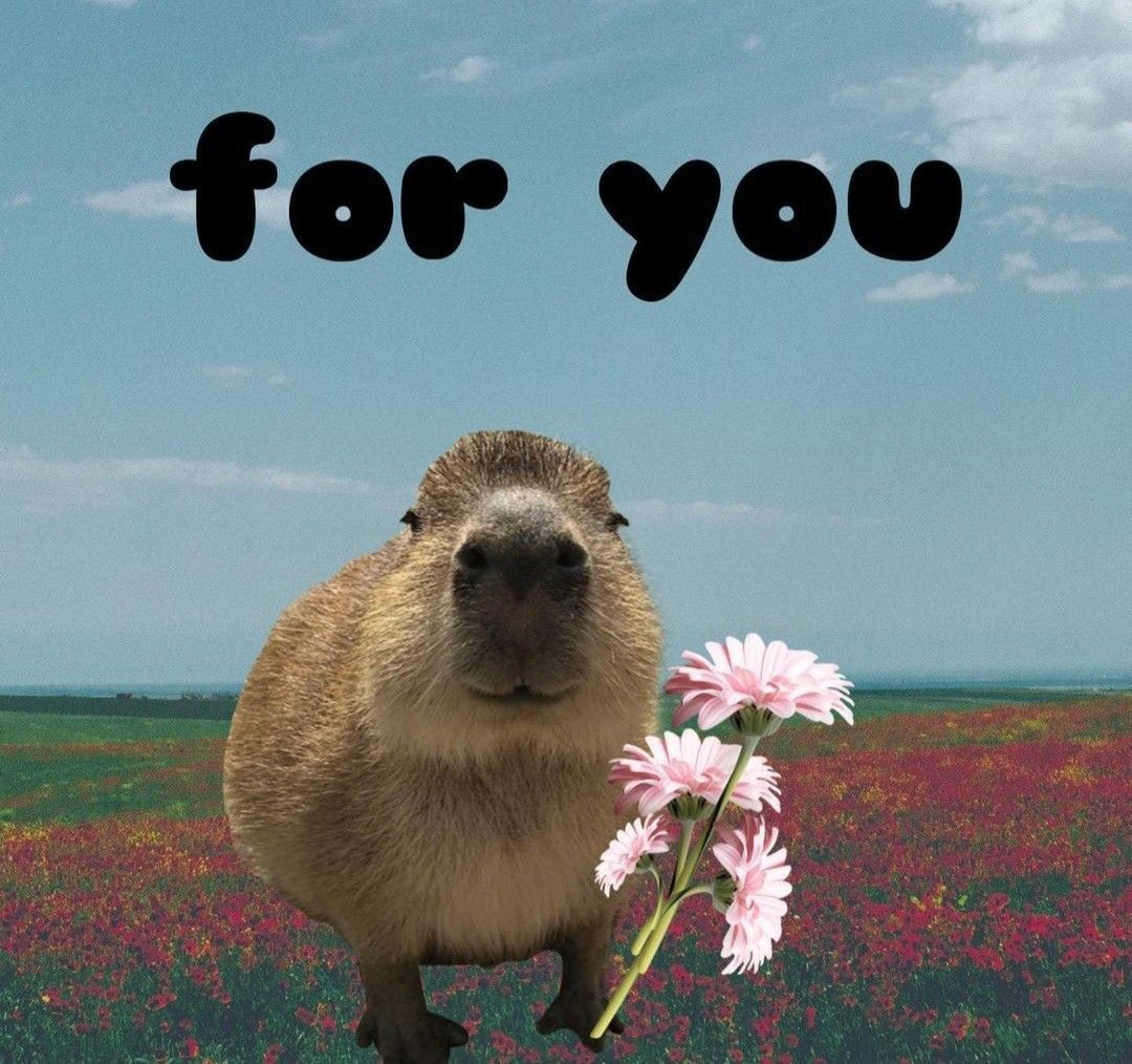 Người ta stress, capybara đi dạo