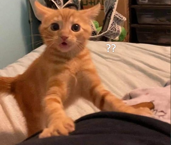 Nhìn biểu cảm thôi là biết bất ngờ thật