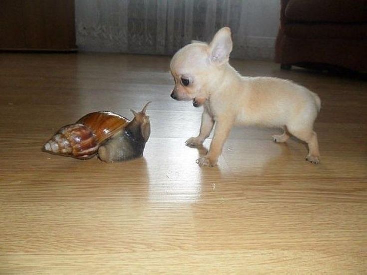 Nhìn chó ngủ mà lòng bình yên hẳn ra