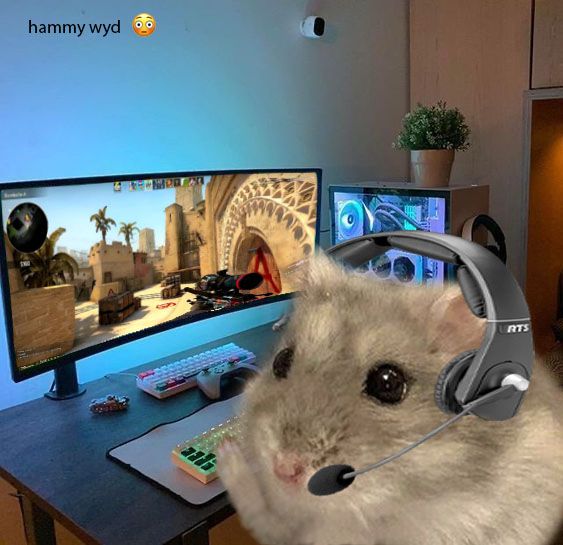 Những bức hình thú vị từ hamster giúp không khí thêm rộn ràng