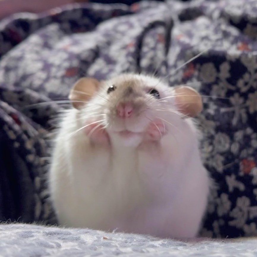 Những bức hình thú vị từ hamster khiến cộng đồng cười không ngớt