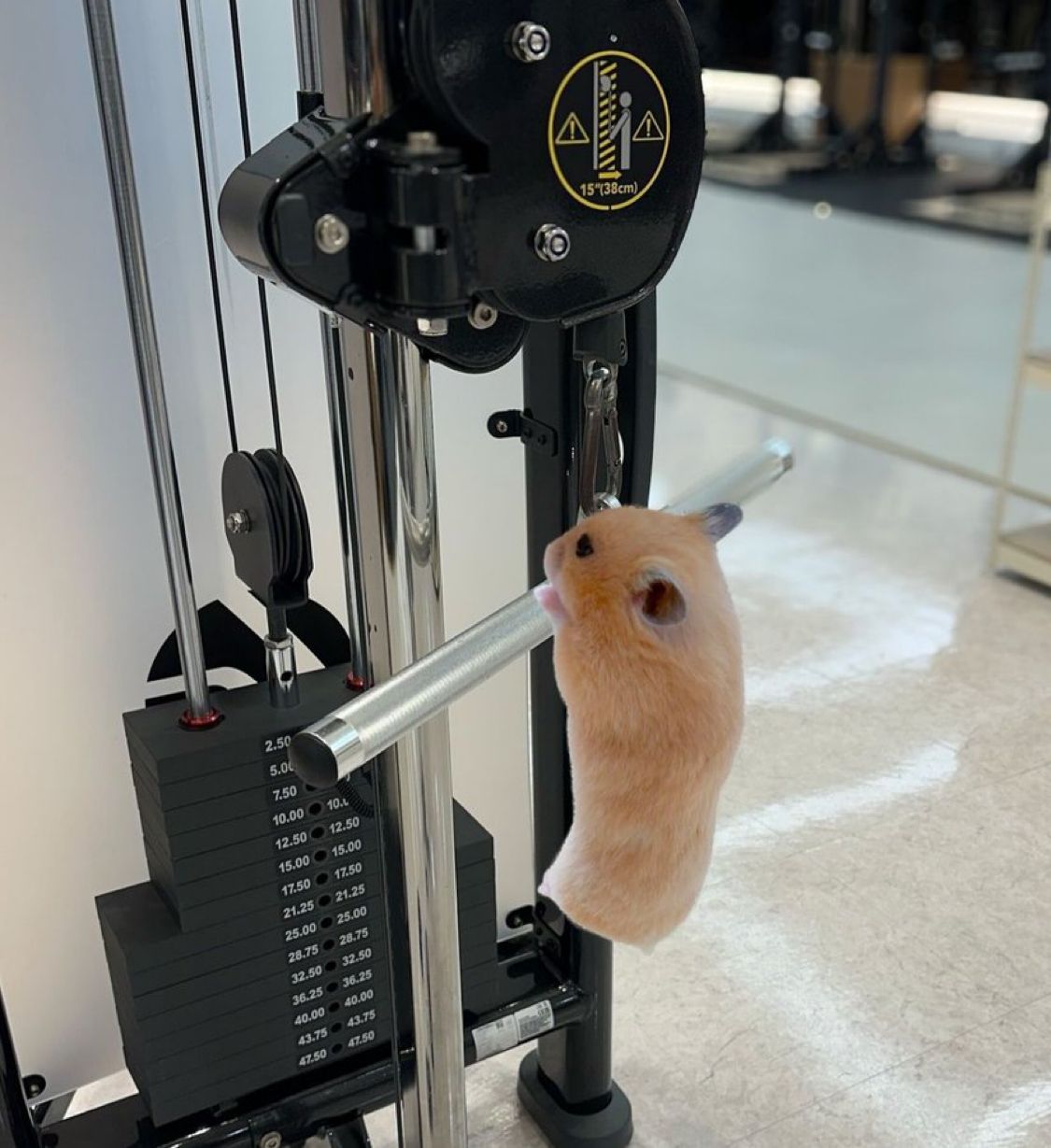 Những chú hamster cute đã để lại nhiều ấn tượng đặc biệt trong lòng fan