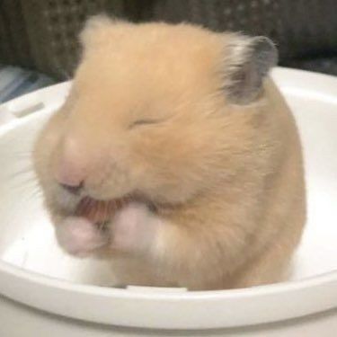 Những chú hamster đáng yêu luôn mang đến sự vui nhộn cho mọi người