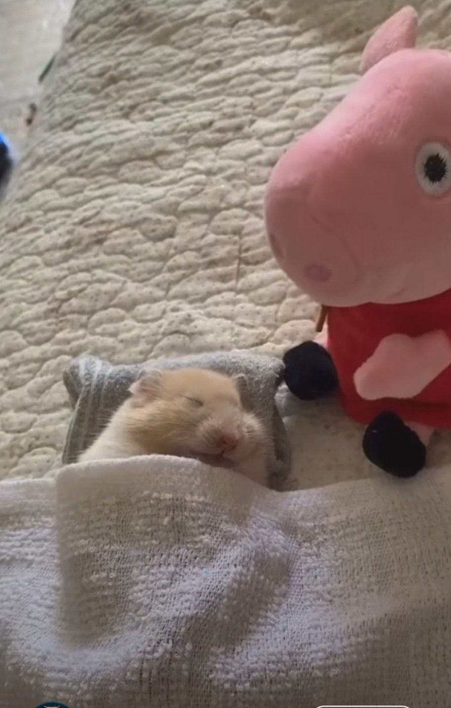 Những chú hamster dễ thương làm cho cuộc trò chuyện thêm thú vị