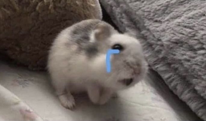 Những chú hamster hài hước đã trở thành biểu tượng ảnh chế vui nhộn