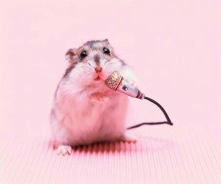 Những chú hamster nhỏ đáng yêu khiến ai nhìn cũng thấy thích thú