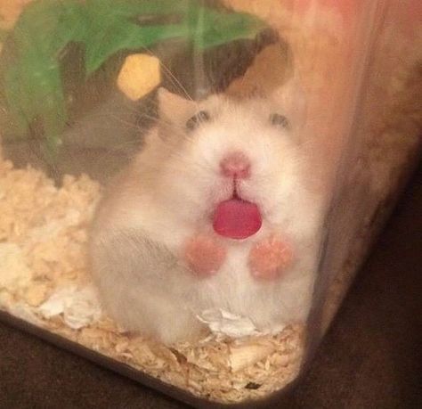 Những hình ảnh đáng yêu từ chuột nhỏ luôn được chia sẻ rầm rộ