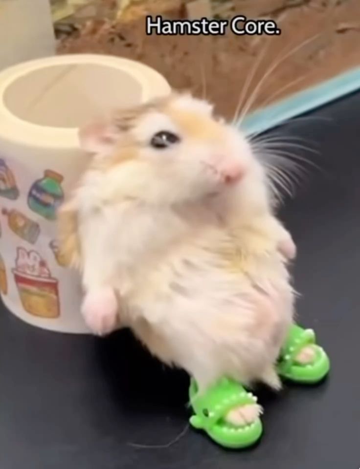 Những hình ảnh hài hước từ hamster giúp cuộc trò chuyện thêm rộn ràng