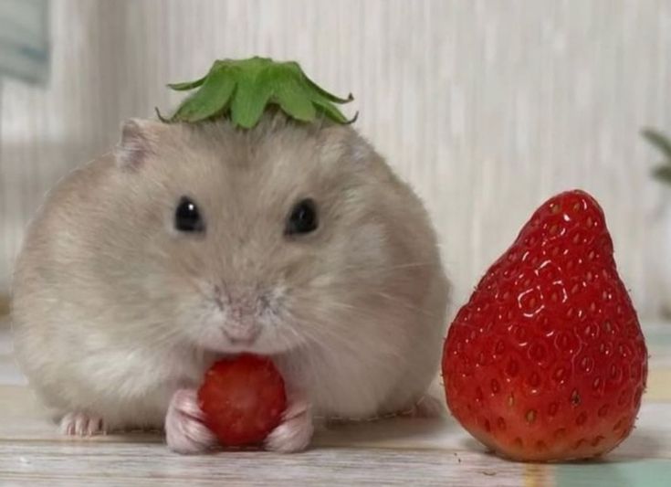 Những hình ảnh thú vị này mang lại sự giải trí nhẹ nhàng dễ chịu