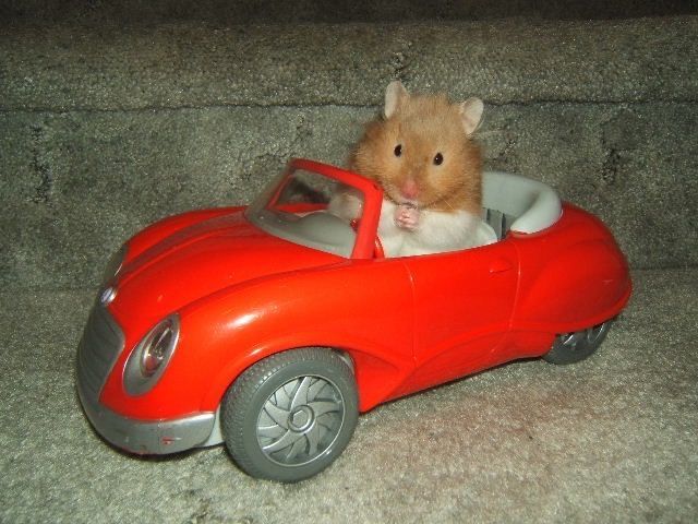 Những hình ảnh thú vị từ chuột nhỏ luôn được chia sẻ rộng rãi