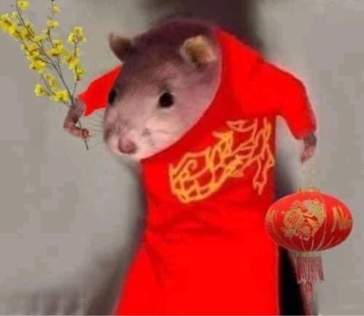 Những meme Tết luôn mang đến năng lượng tích cực trong năm mới