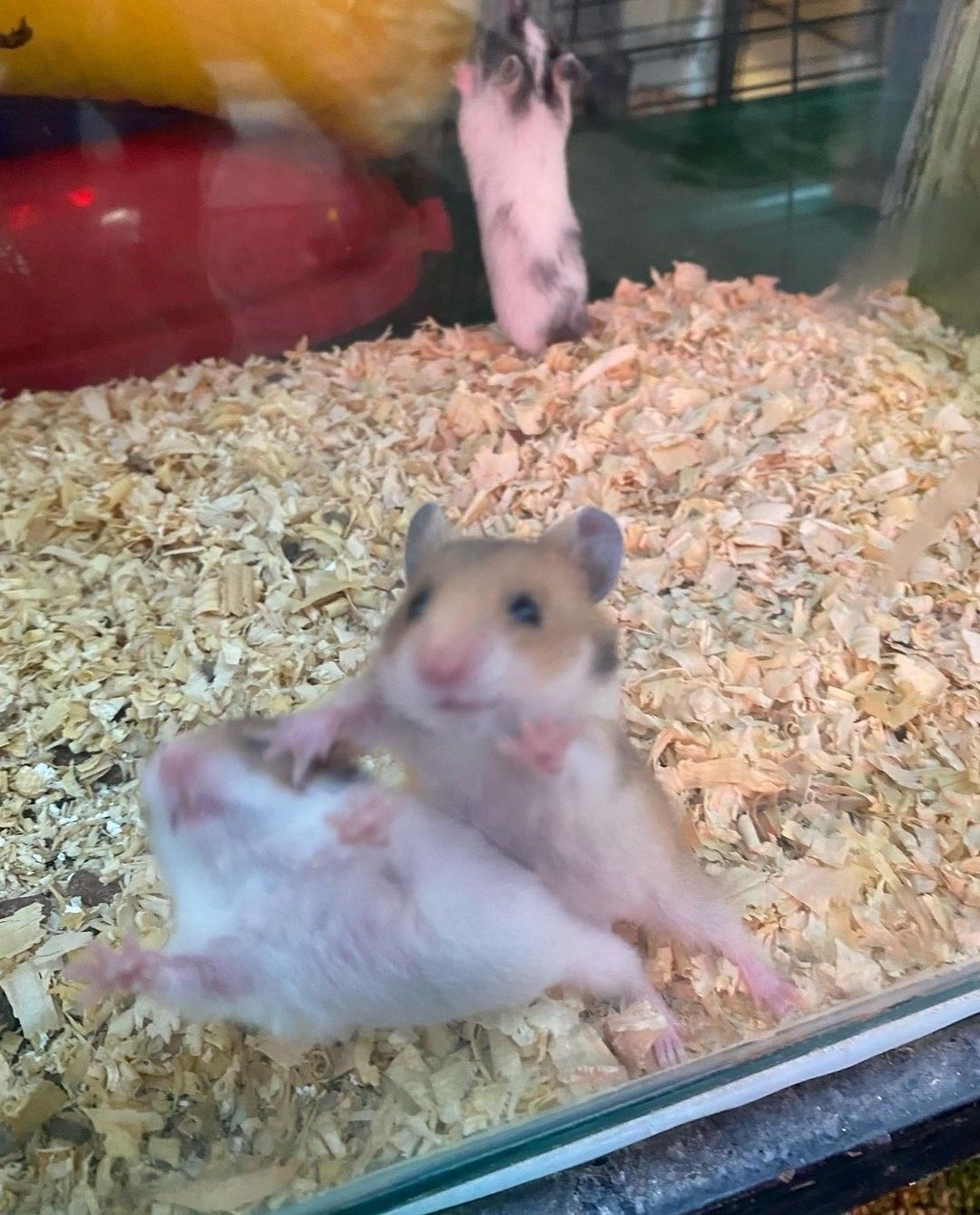 Những tấm hình dễ thương đã biến hamster thành nhân vật cực hot